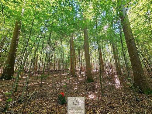 waldverkauf-baierbrunn_17.jpg - 