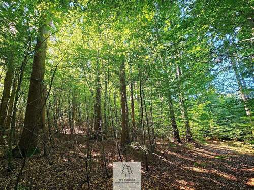 waldverkauf-baierbrunn_18.jpg - 