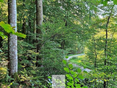 waldverkauf-baierbrunn_02.jpg - Ihr EIGENER Wald in Münchens schönem Süden