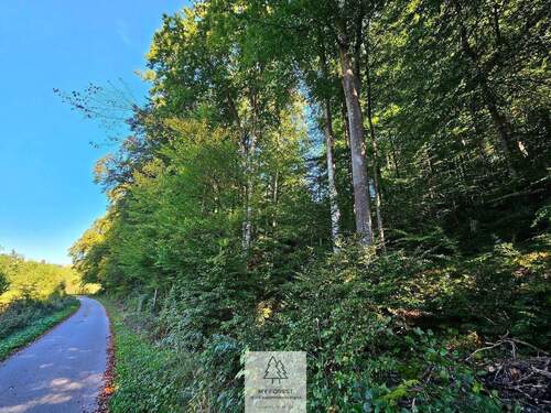 waldverkauf-baierbrunn_03.jpg - Einfamilienhaus in Baierbrunn