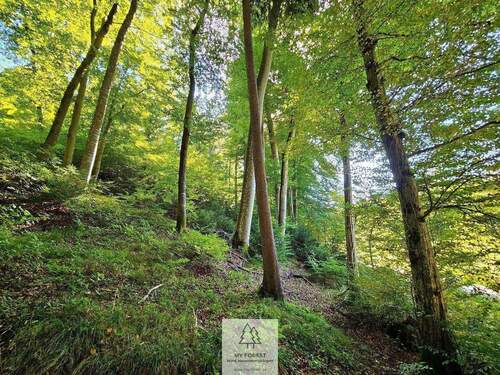 waldverkauf-baierbrunn_04.jpg - Einfamilienhaus in Baierbrunn zum Kaufen