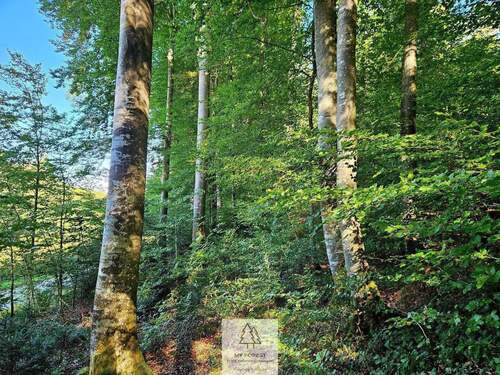 waldverkauf-baierbrunn_06.jpg - 