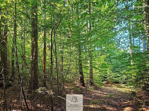 waldverkauf-baierbrunn_07.jpg - 