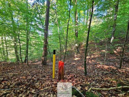 waldverkauf-baierbrunn_08.jpg - 