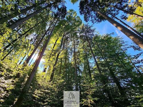 waldverkauf-baierbrunn_09.jpg - 