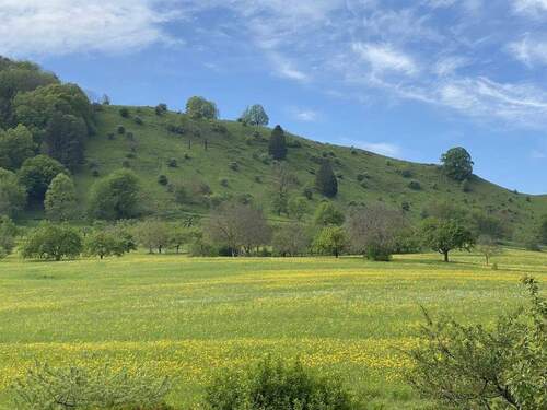 Blick auf angrenz. Wiesen und Jusi - 