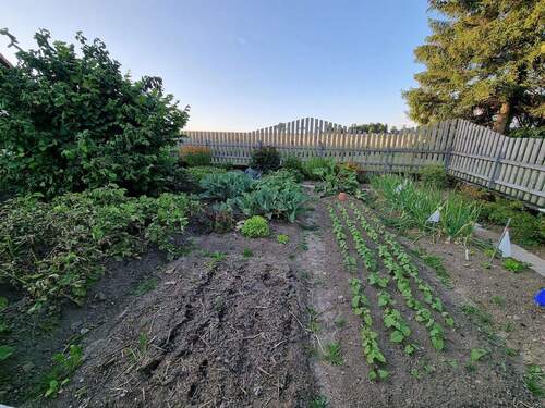 Gemüsegarten - 