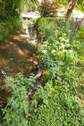 Die Aufseß am Gartengrundstück - 