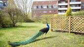 ...Besuch aus dem Tierpark - 