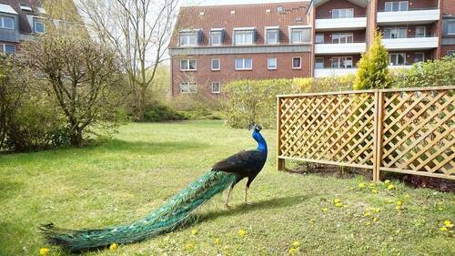 ...Besuch aus dem Tierpark - 