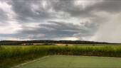 Sichtschutzhecke - 