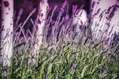 Lavendel im Atrium - 