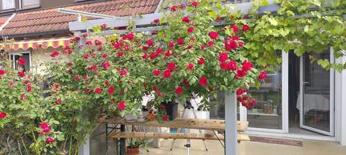 PHOTO-2025-06-17-15-36-40_1.jpg - 