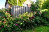 Zauberhaft - 