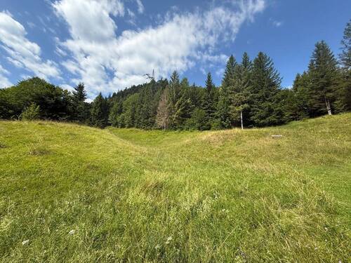 Blick zum Waldrand - 