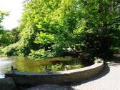 Teich/Außenanlage/Park - 