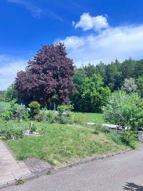 Ansicht Auffahrt u. vorderer Garten - 
