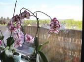 Balkon 1 - 