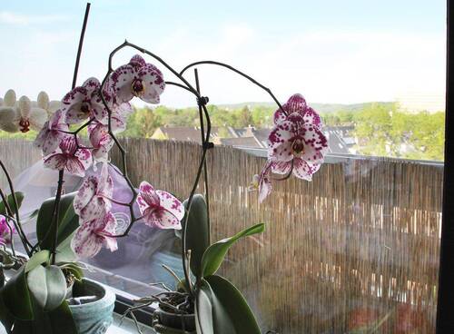 Balkon 1 - 