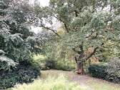 Blick in den Garten - 