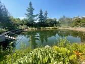 Teich - 