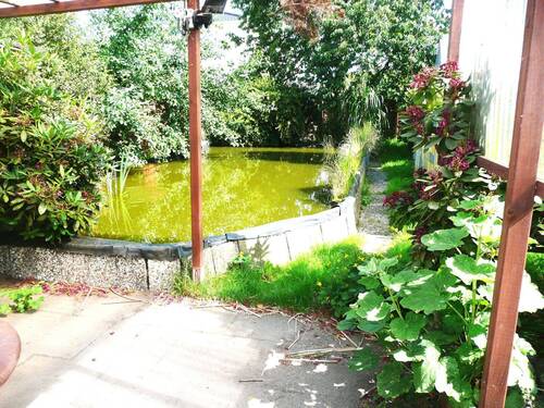 Teichanlage im Garten - 