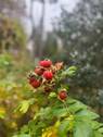 Herbstinspirationen - 