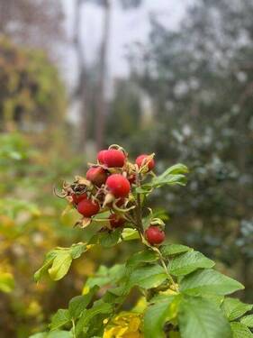 Herbstinspirationen - 