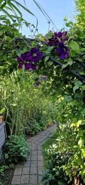 Gartenimpression - 