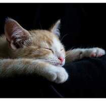 Hier fühlen Sie sich wohl, da auch die Nachbarn sehr nett sind im gepflegtem Umfeld - Berlin Reinickendorf