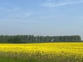 Blick über das Rapsfeld - 