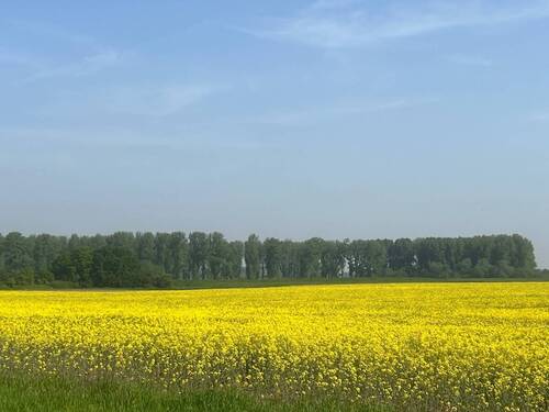 Blick über das Rapsfeld - 