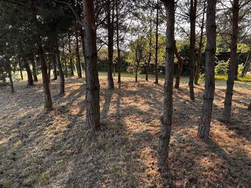 Baumbestand auf dem Grundtück - 