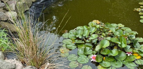 wünderschöne Seerosen im Gartenteich - 