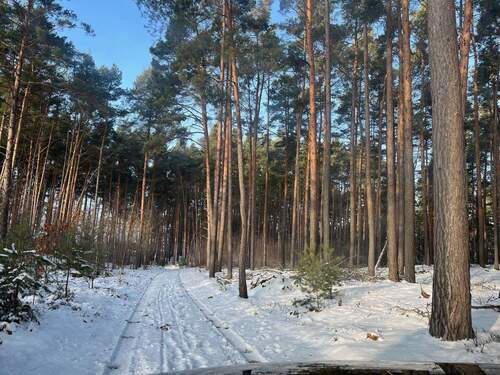 Zufahrt durch den Wald - 