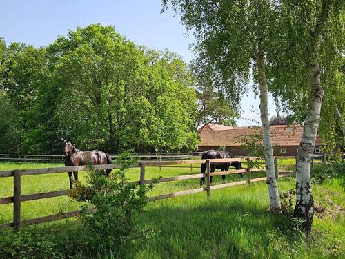 Weide - 