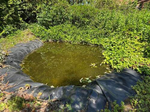Teich - 