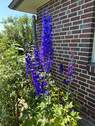Detail Blume - 