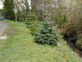OverathBachBaum.JPG - Grundstück zum Kaufen in Overath