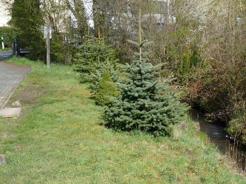 OverathBachBaum.JPG - Grundstück zum Kaufen in Overath