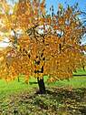 Naturerlebnis Streuobstwiesen - 