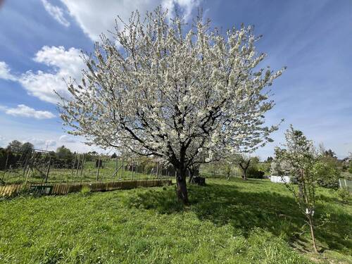 Garten - 