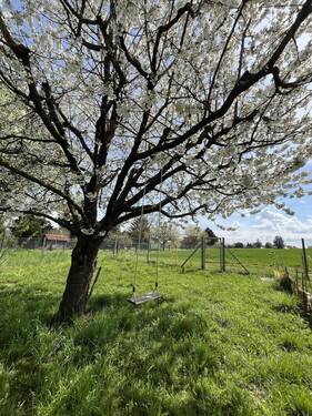 Garten - 