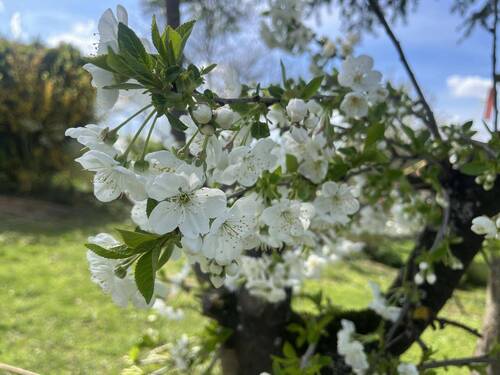 Garten - 