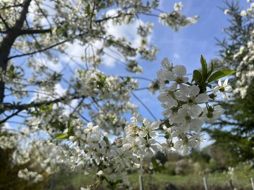 Garten - 