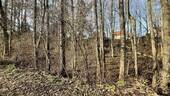 Waldfläche - 