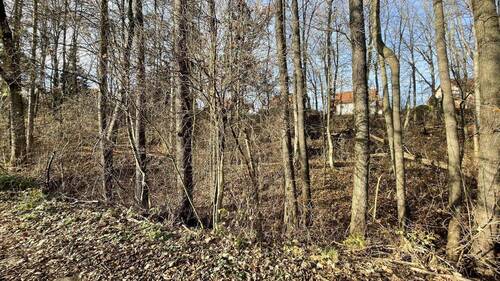 Waldfläche - 