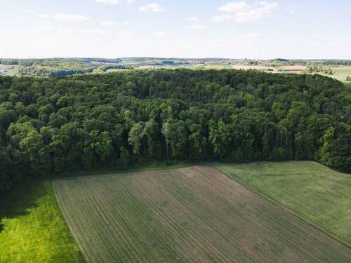 Bild 1 - LAUBWALD Nähe Treuchtlingen Auernheim
