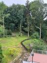 Waldpfad - 