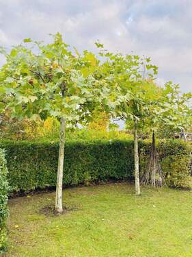 Bild 3 - 5 Zimmer Reihenmittelhaus in Waiblingen